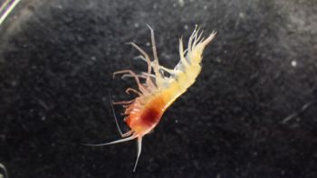 Media type: image;   Invertebrate Zoology 148163 Description: Live specimen.;